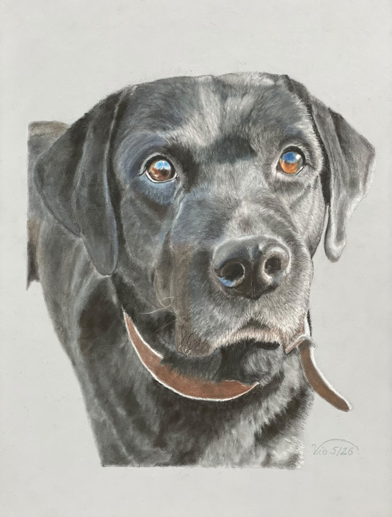 Labrador-Bane-gezeichnet